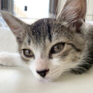 美形キジシロ男子キキくん