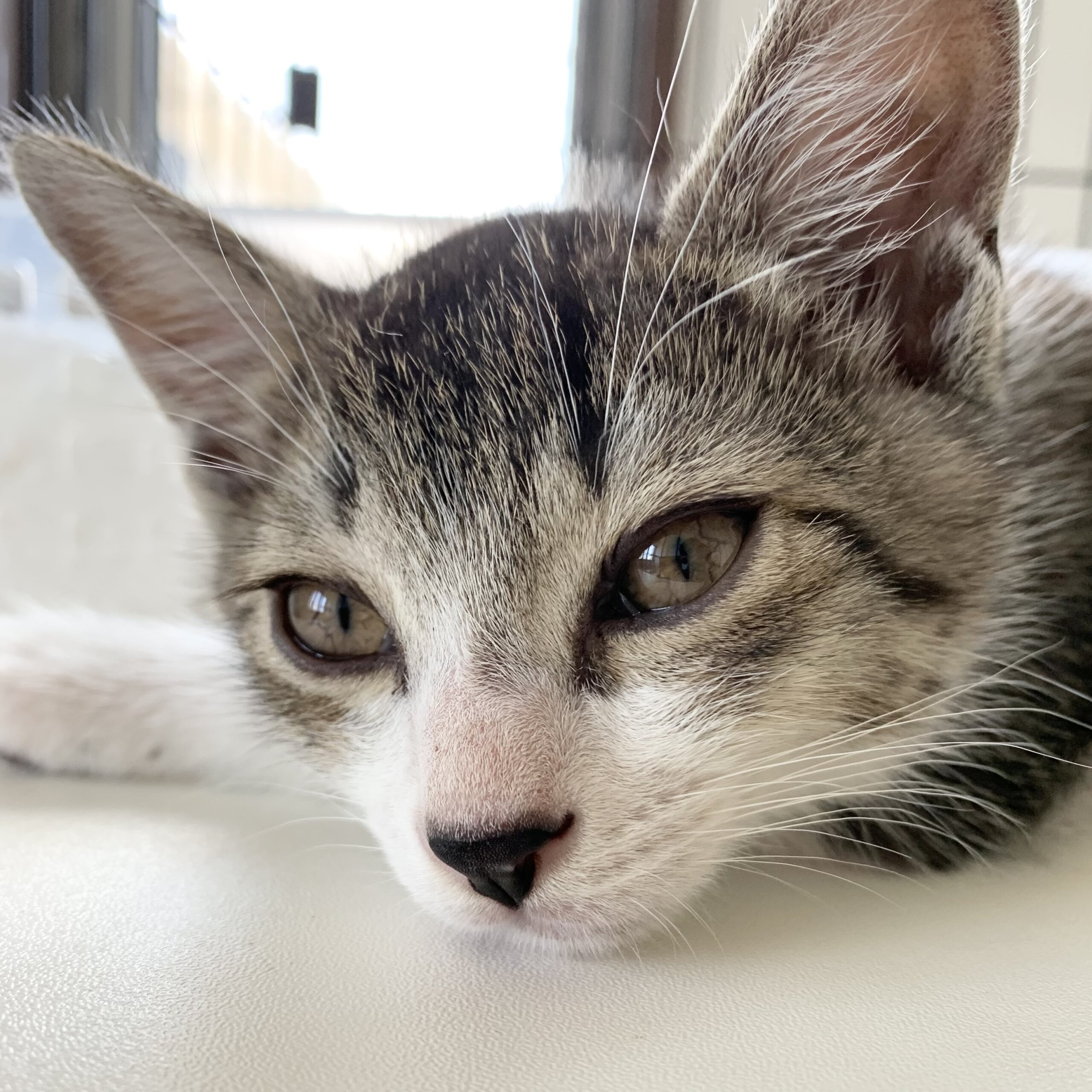 美形キジシロ男子キキくん