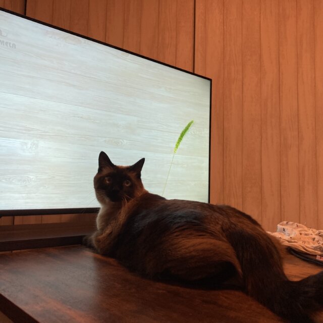 1～2ヶ月程度預かって頂けるボランティアさんを探しています！