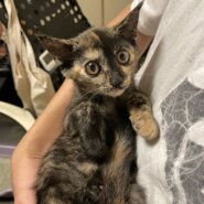 レアなサビの子猫ちゃんの里親さん募集！