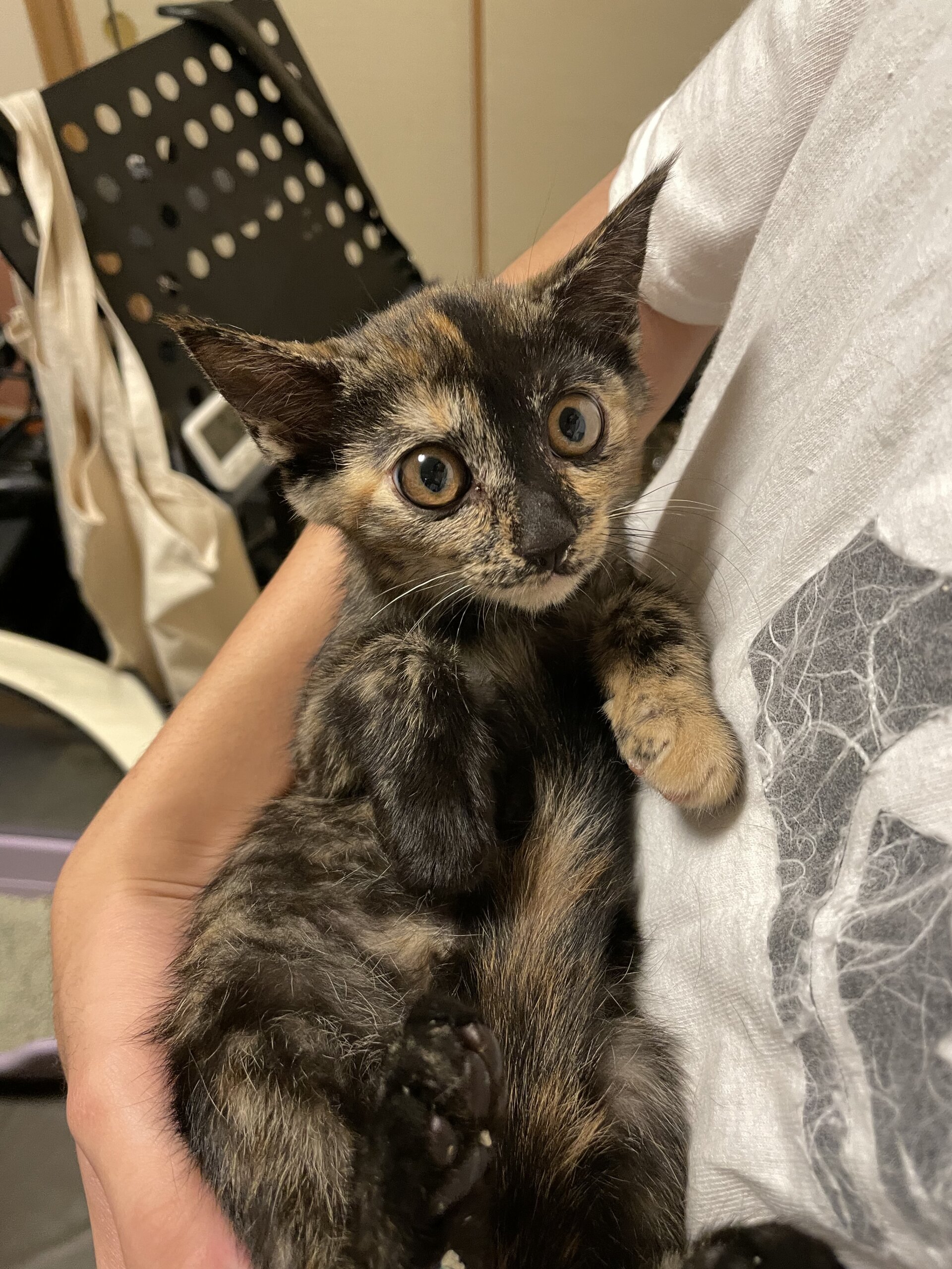 レアなサビの子猫ちゃんの里親さん募集！