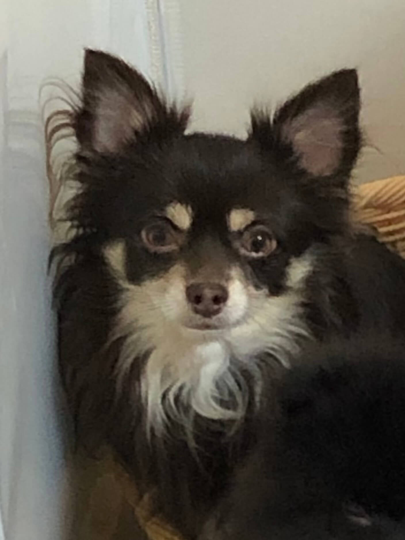 整った顔の成犬チワワ　オス４歳　お迎え希望です