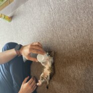 里親募集しています