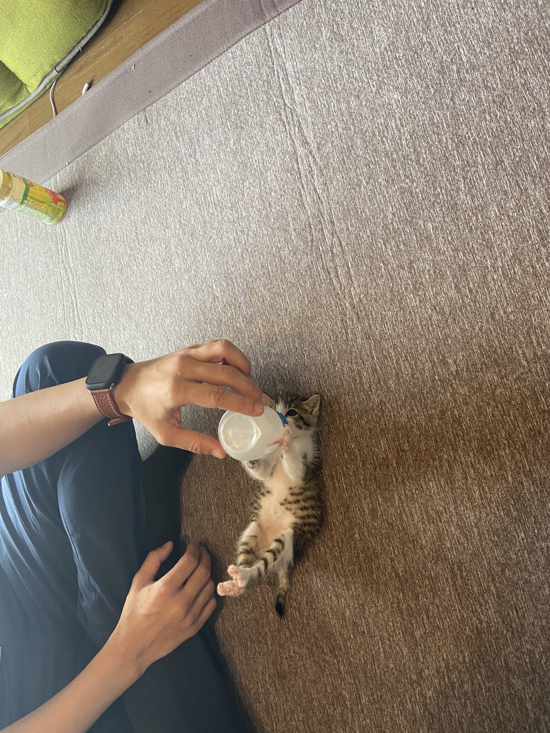 里親募集しています