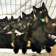 黒猫フェチ必見！珍しい！真っ黒くろすけ７人兄妹