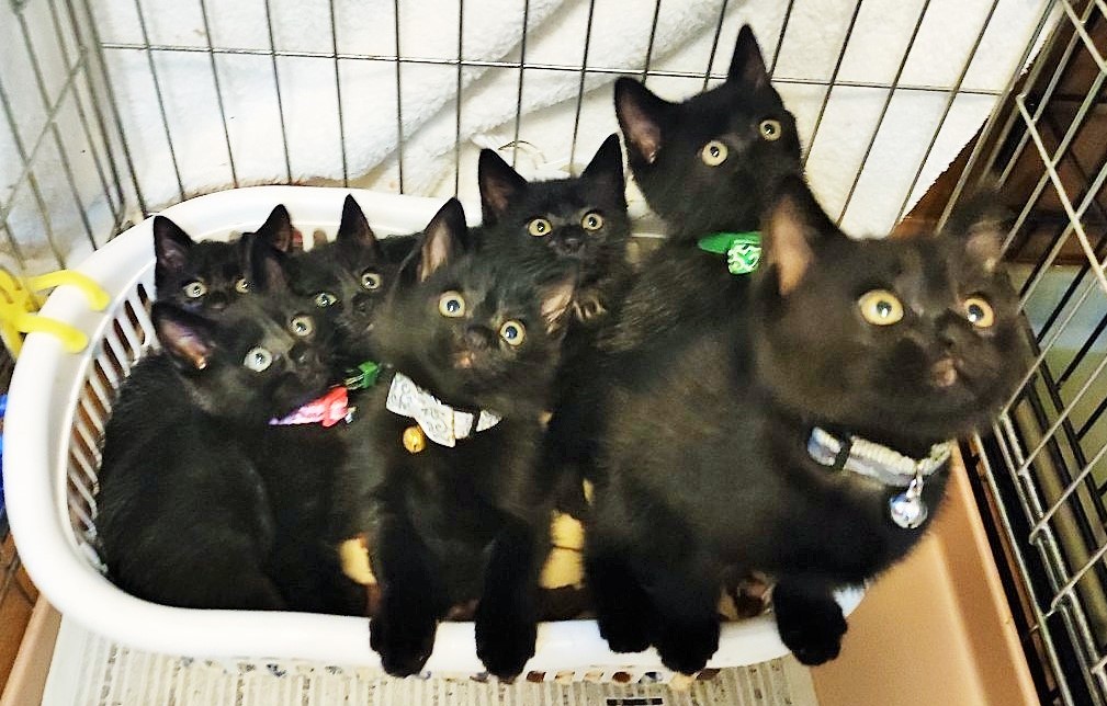 黒猫フェチ必見！珍しい！真っ黒くろすけ７人兄妹