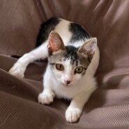 超甘えん坊☆生後4ヶ月元気な子猫