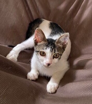 超甘えん坊☆生後4ヶ月元気な子猫