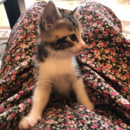 激甘でとても可愛いキジ白仔猫のはなちゃん！