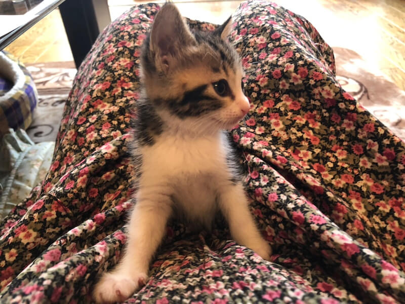 激甘でとても可愛いキジ白仔猫のはなちゃん！