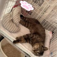 緊急！ダブルキャリアの男の子　預かりさん探しています