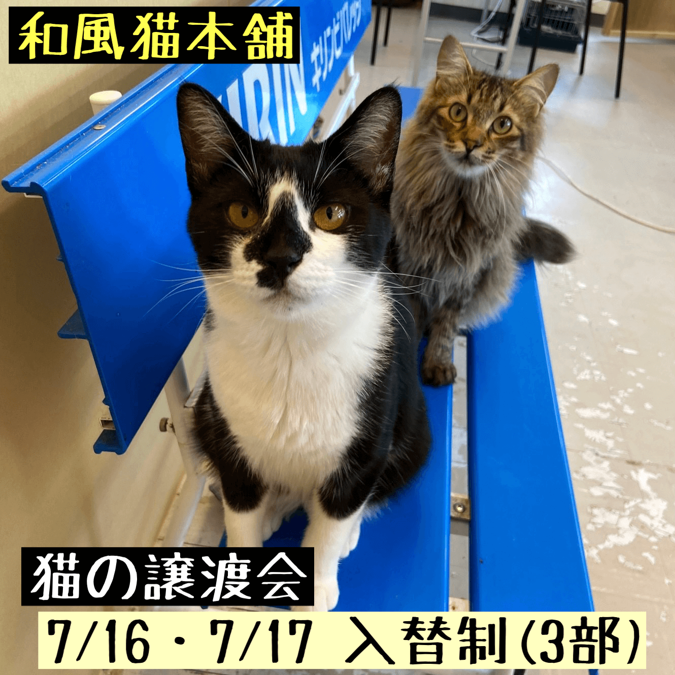 【船橋市】和風猫本舗ふれあい譲渡会