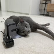 ロシアンブルー　成猫