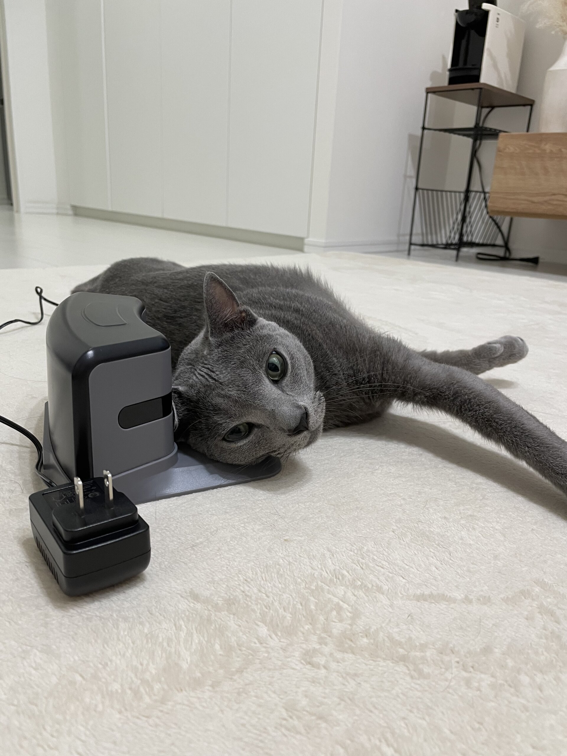 ロシアンブルー　成猫