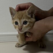 生後2ヶ月前後の茶トラ男の子