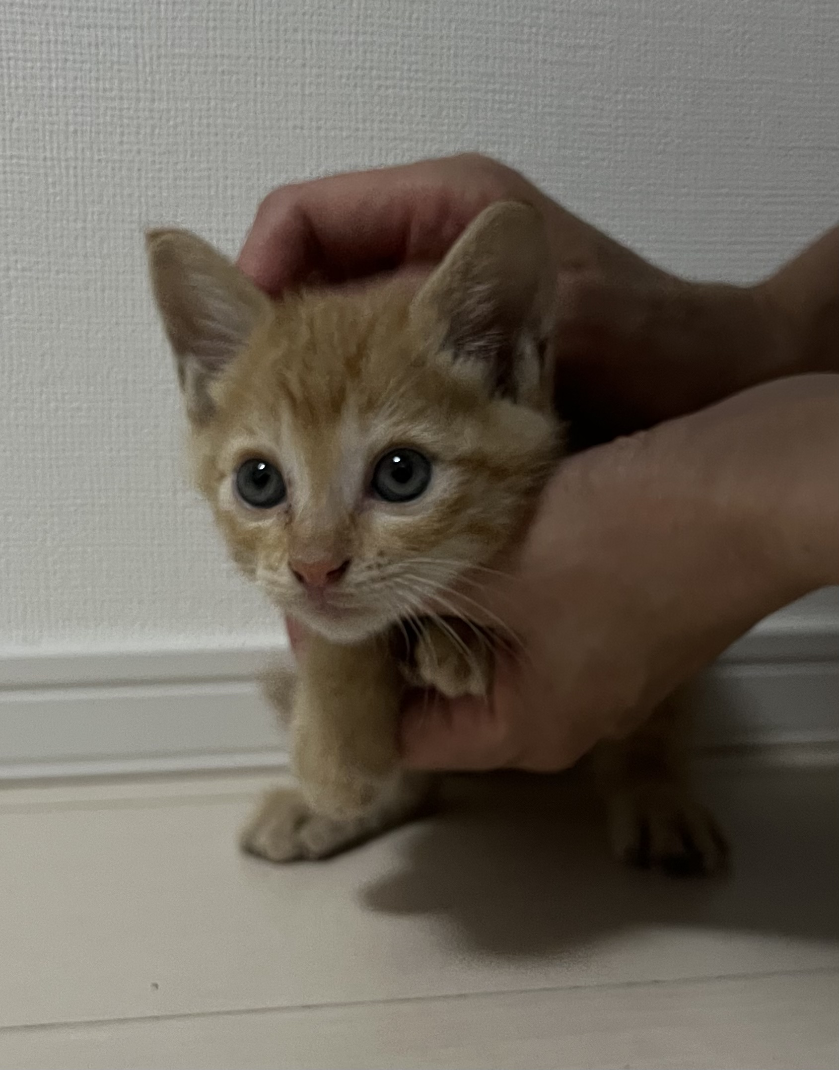 生後2ヶ月前後の茶トラ男の子