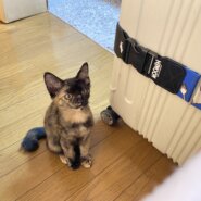 月齢3ヶ月のキジ猫の女の子