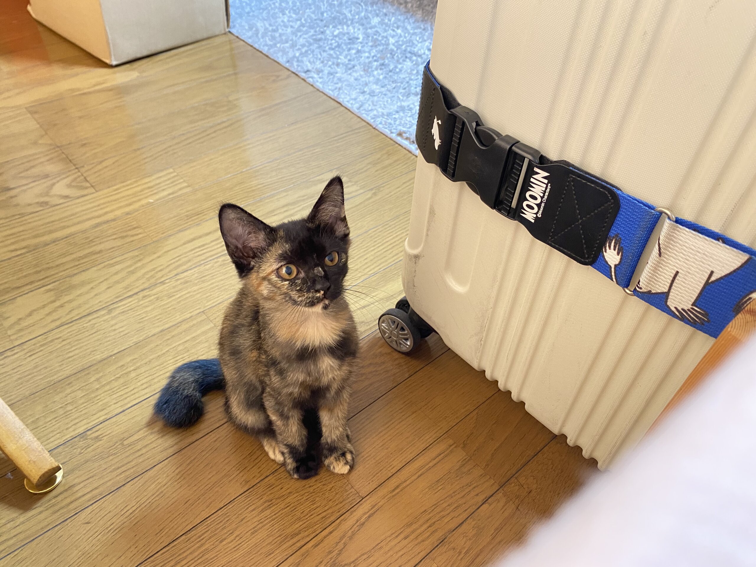 月齢3ヶ月のキジ猫の女の子