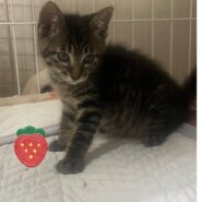 可愛いキジトラの男の子2ヵ月ぐらい