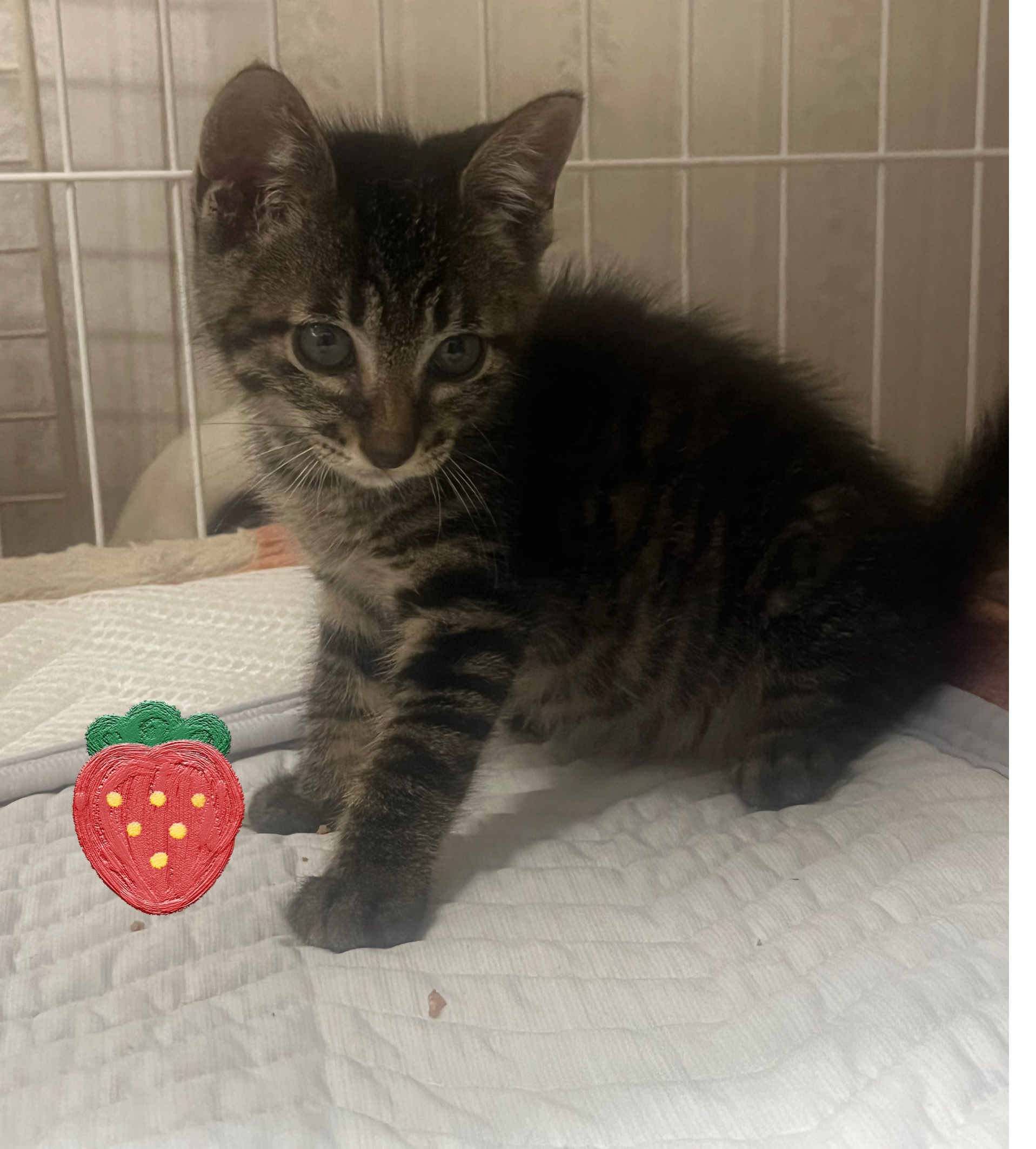 可愛いキジトラの男の子2ヵ月ぐらい