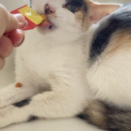 小さくて美人なミケ猫ちゃん