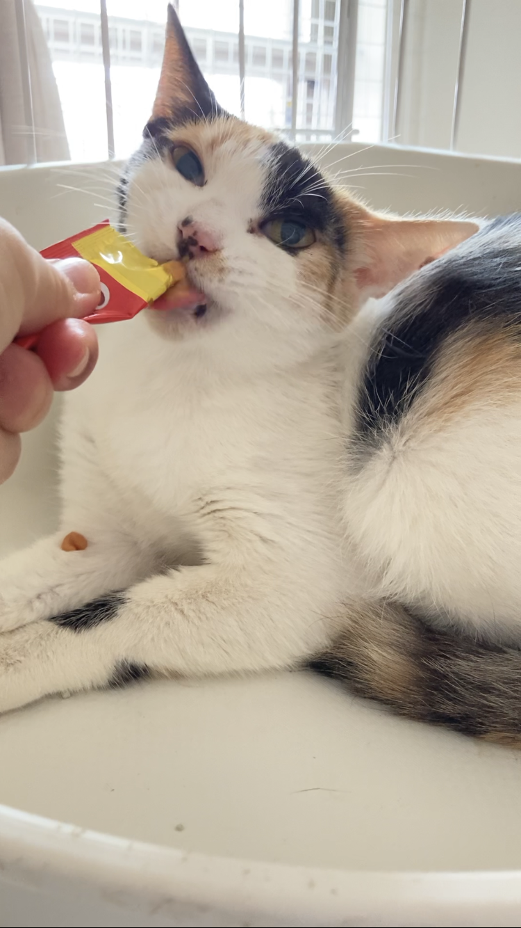 小さくて美人なミケ猫ちゃん