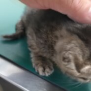 生後2ヵ月前後の子猫（男の子）