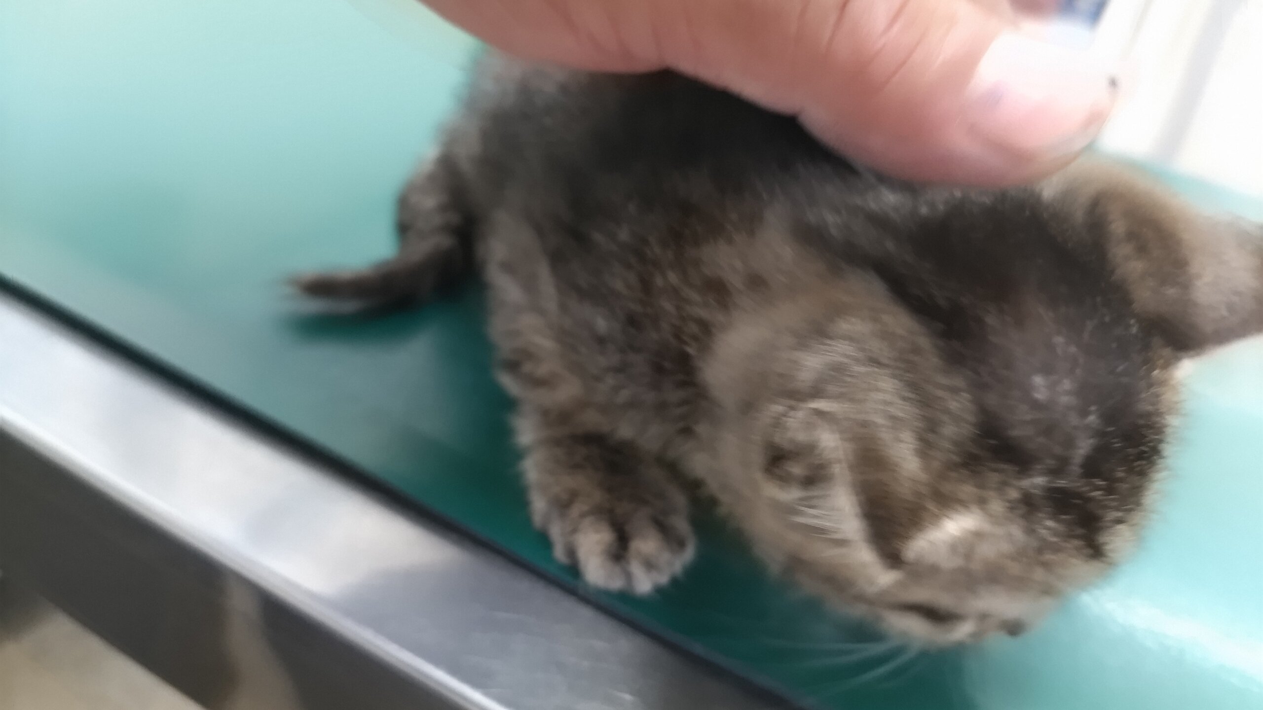 生後2ヵ月前後の子猫（男の子）