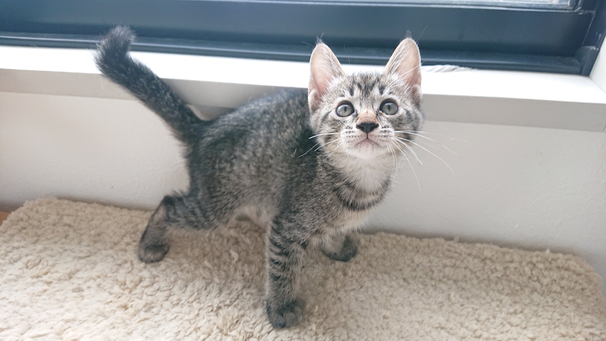 ※おうち決定※生後2ヶ月のとっても可愛い女の子