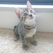 ※おうち決定※生後2ヶ月のとっても可愛い女の子