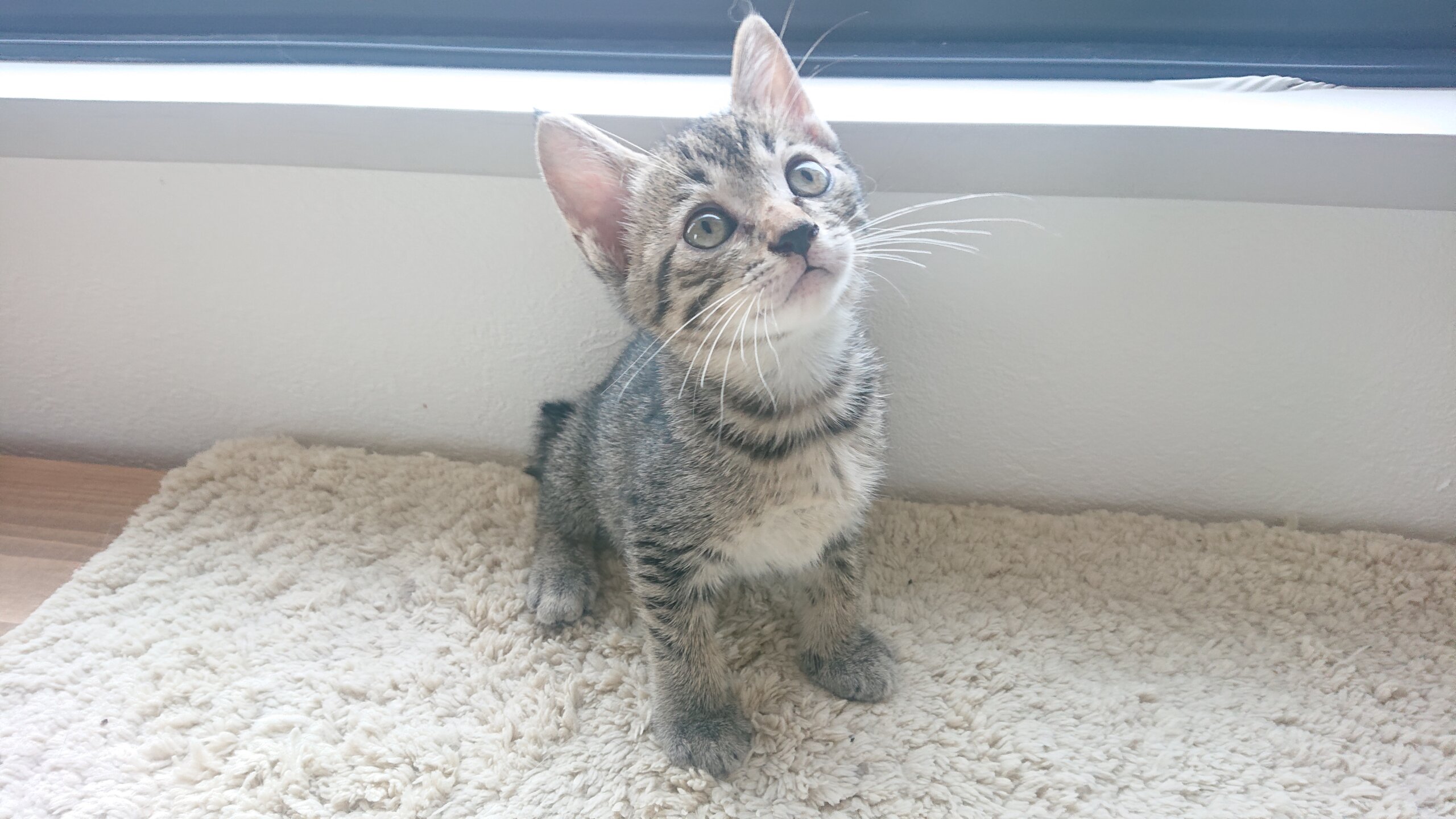 ※おうち決定※生後2ヶ月のとっても可愛い女の子