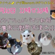 プチイベント＆猫譲渡会！