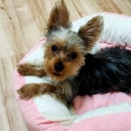 生後7ヶ月ヨーキー(大阪)