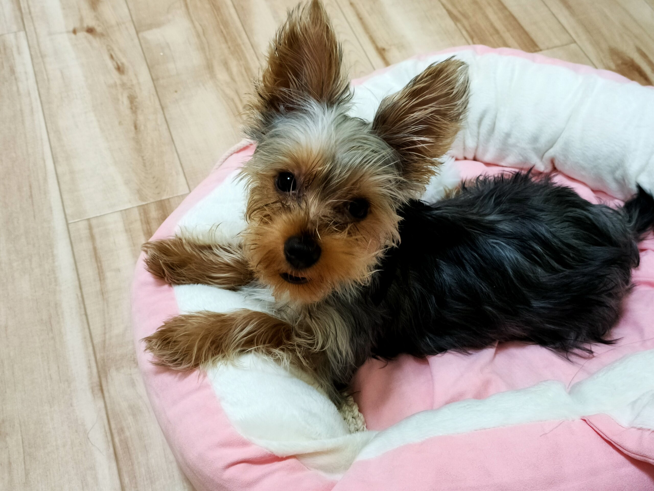 生後7ヶ月ヨーキー(大阪)