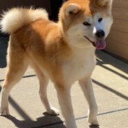 秋田犬のランちゃん里親様募集中