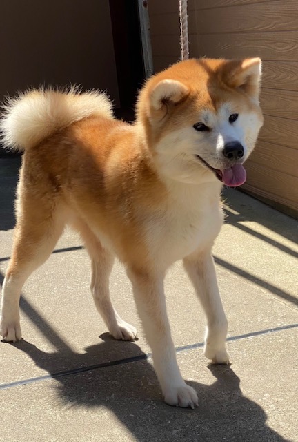 秋田犬のランちゃん里親様募集中