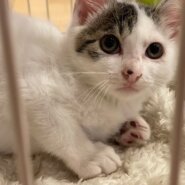 玉ちゃん里親様募集中