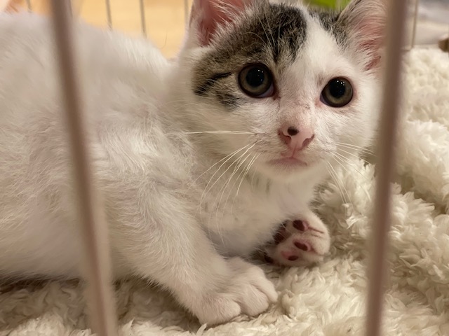 玉ちゃん里親様募集中