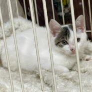 玉ちゃん里親様募集中