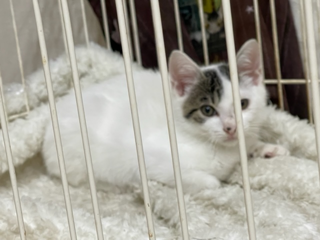 玉ちゃん里親様募集中