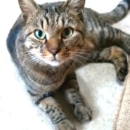 里親募集たまちゃん５歳の男の子