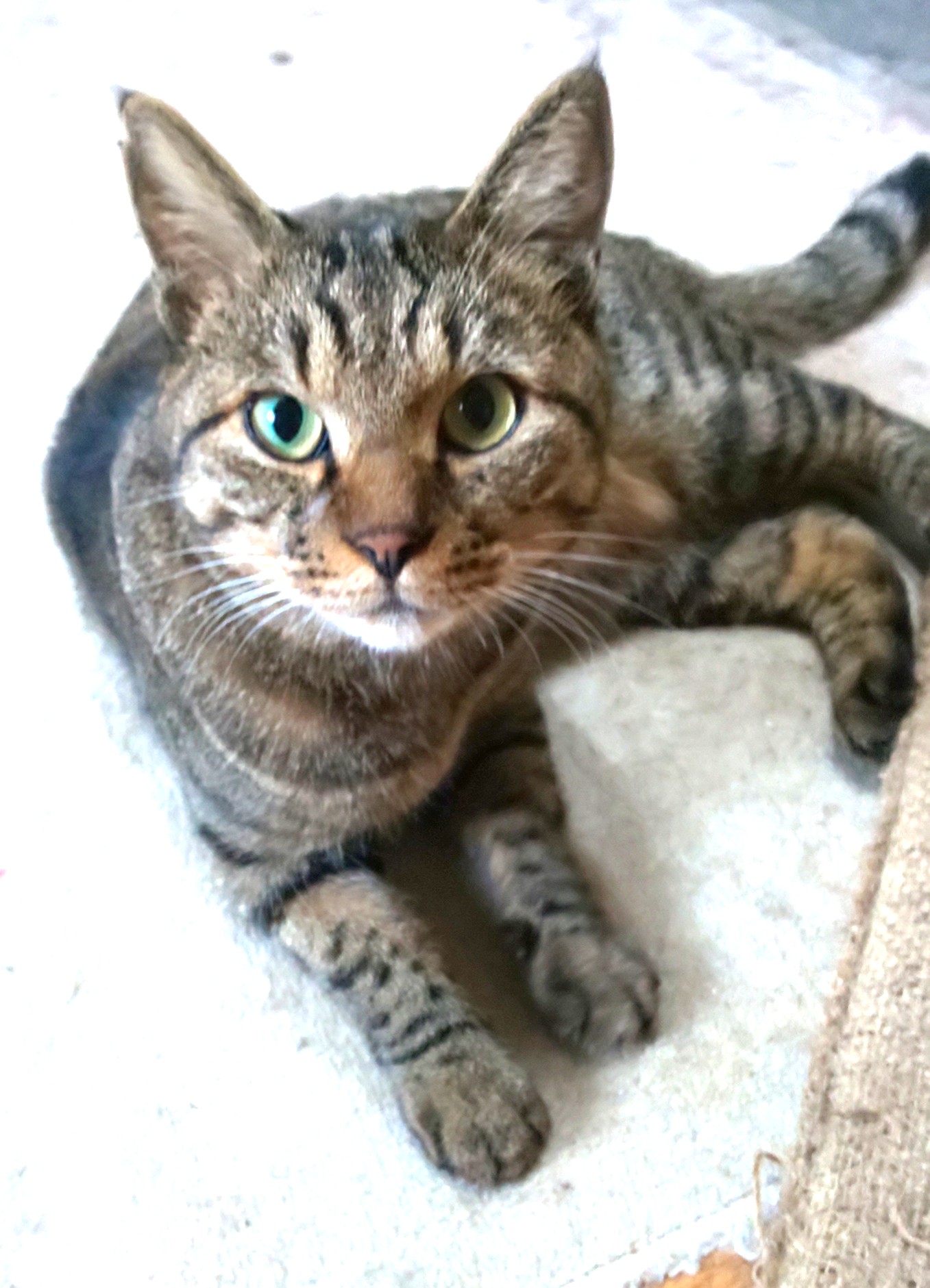 里親募集たまちゃん５歳の男の子