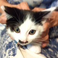 エイト君！スーパー元気！な白黒仔猫ちゃん