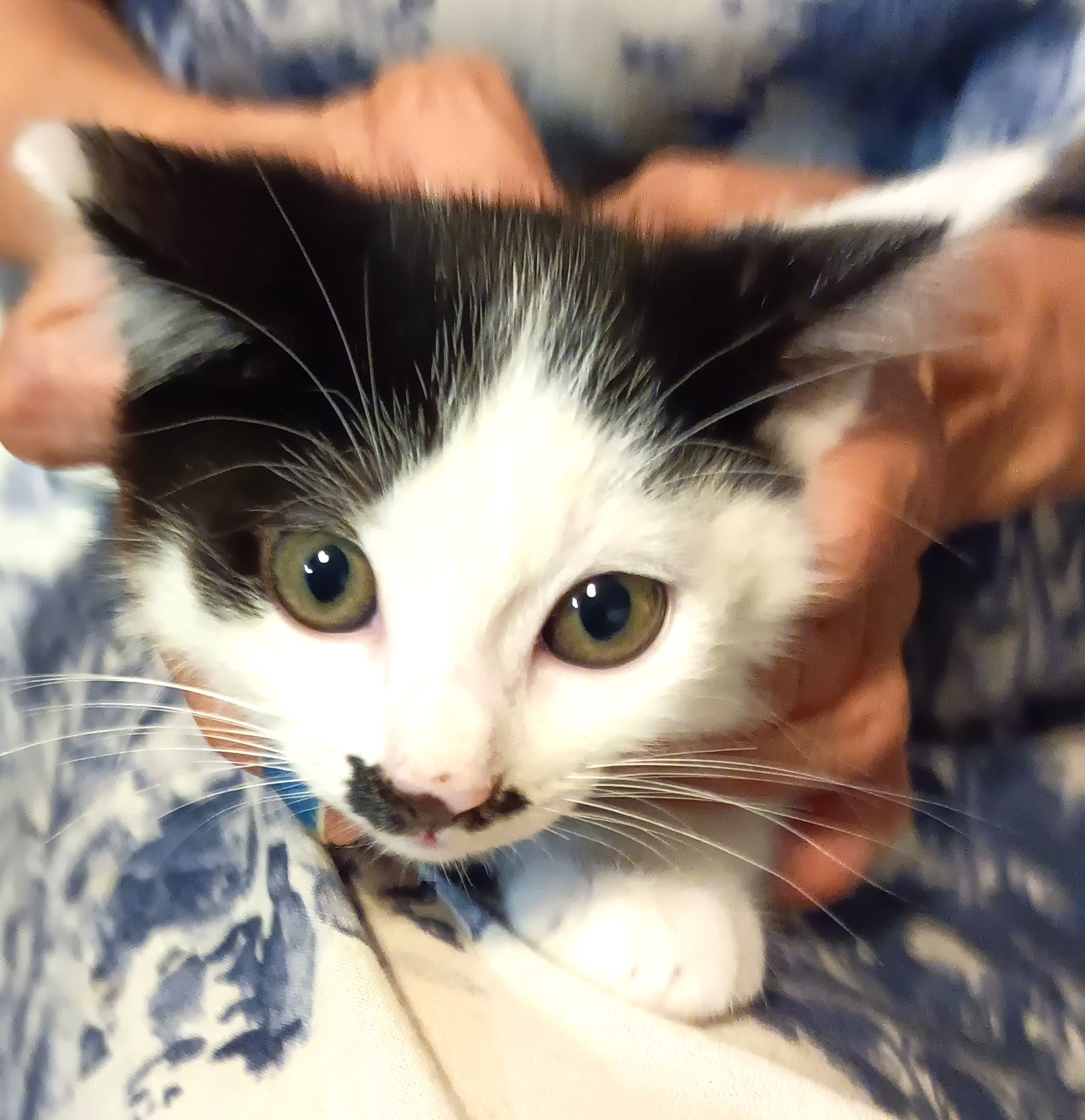 エイト君！スーパー元気！な白黒仔猫ちゃん