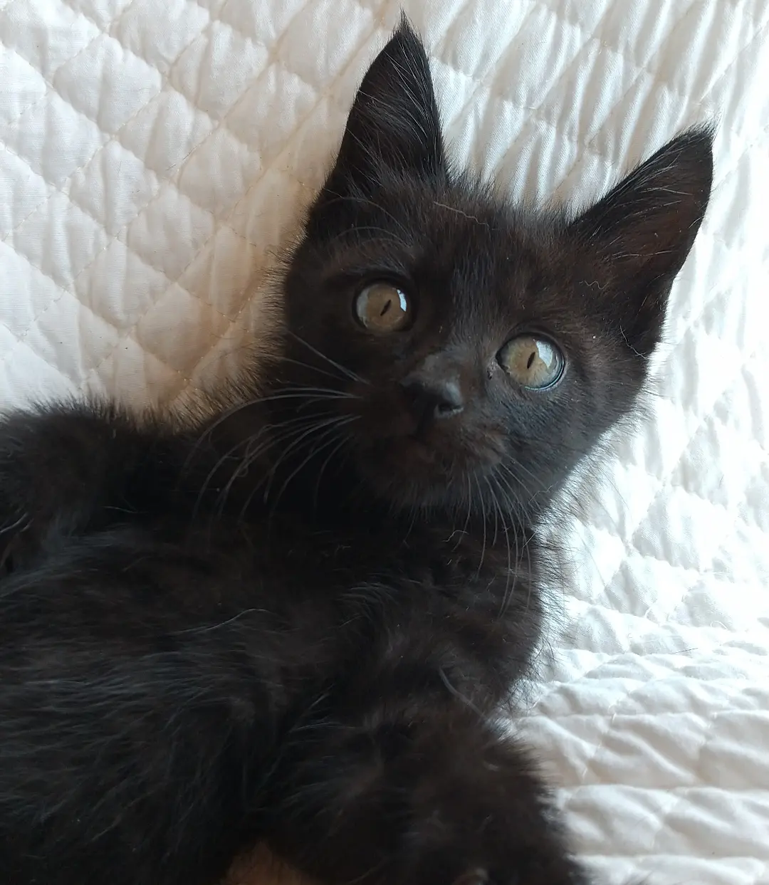 千葉県白井市/甘えん坊の男の子