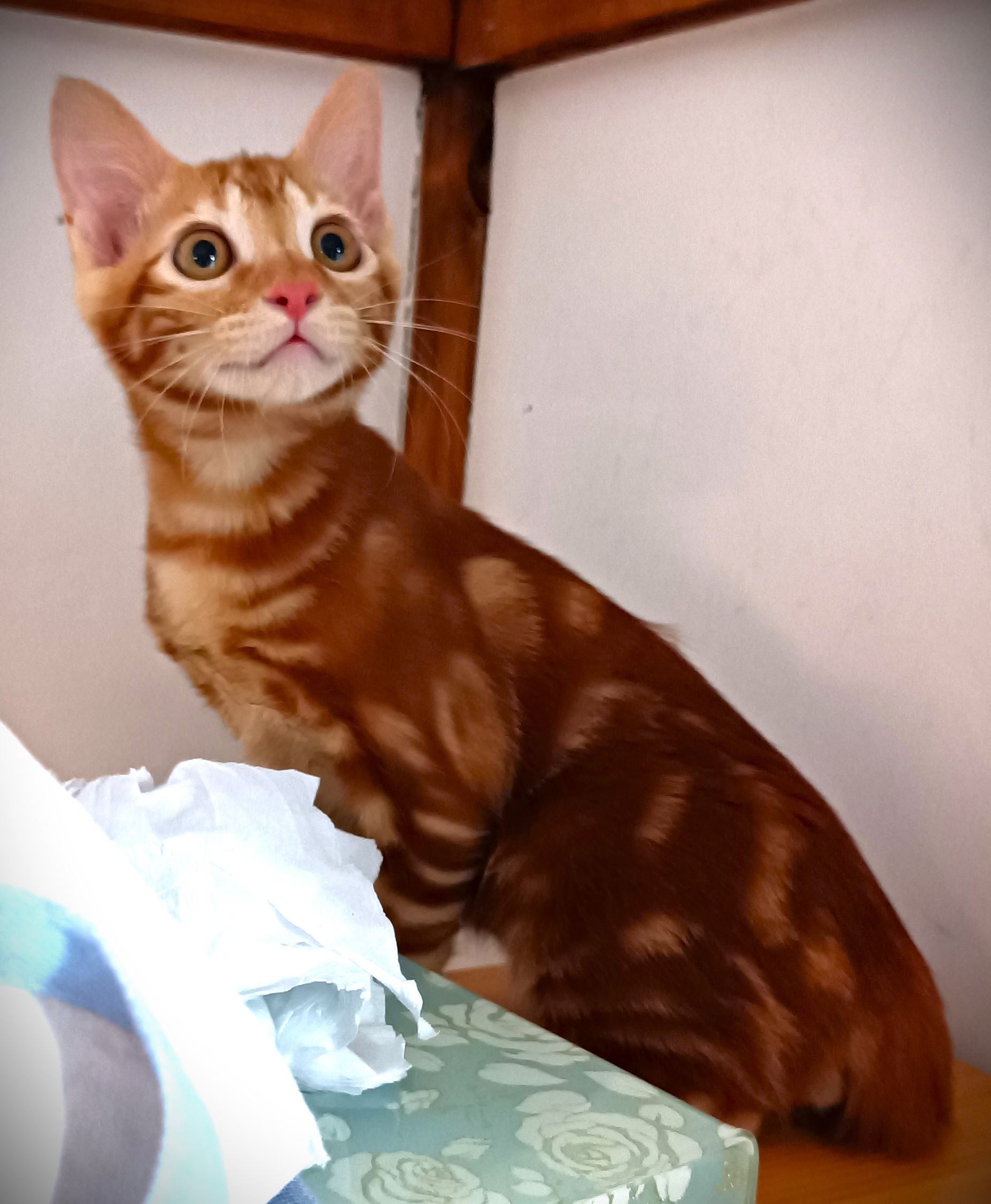 超キュートなアメショミックス兄弟！