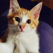 生後４ヶ月前後の子猫(男の子)