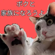 マロ様〜お目め大きい白黒猫ちゃん　♂(男の子2歳位)