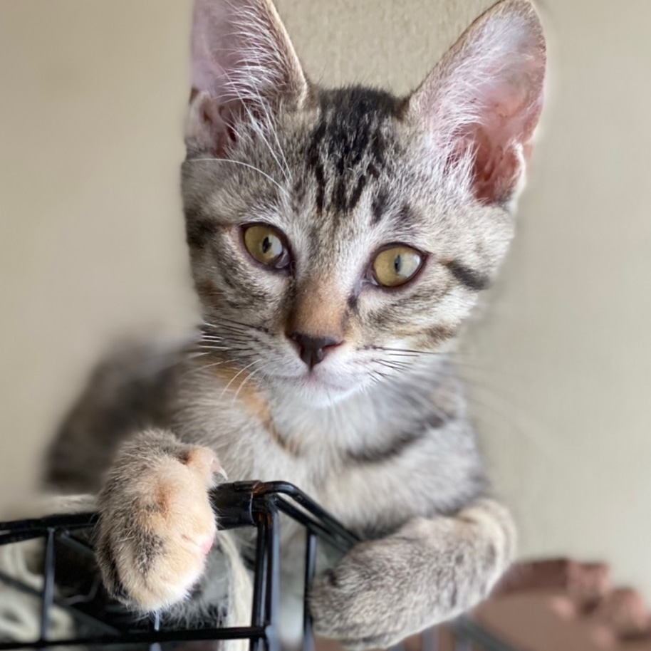 甘々のおてんば姫〔べら〕