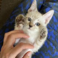 ベッタベタに甘えん坊〔ある〕